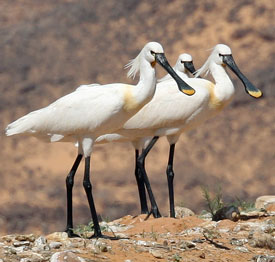 Spoon-bill storks